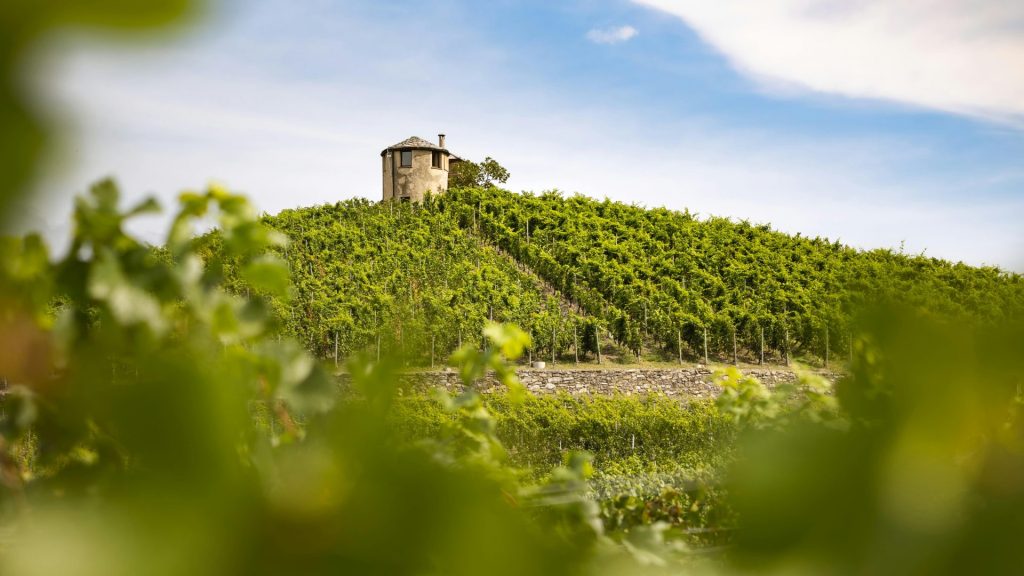 Champs et dune de vignes avec une petite tour en arrière plan